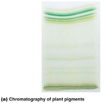 Electrophoresis of protein samples
