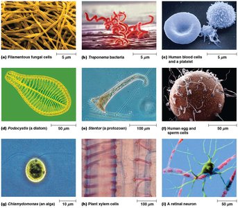 Various cell types: fungal, bacterial, blood, diatom, protozoan, egg and sperm, algal, plant, and neuron cells