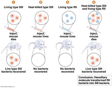 Griffith's experiment with mice and bacteria