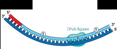 DNA ligase joining Okazaki fragments