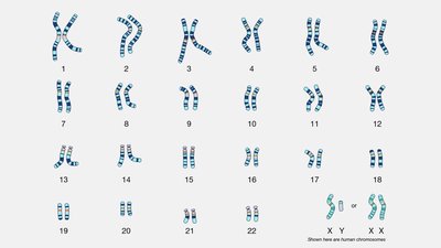 Human karyotype showing chromosomes