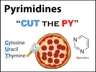 Pyrimidines mnemonic: CUT the PY