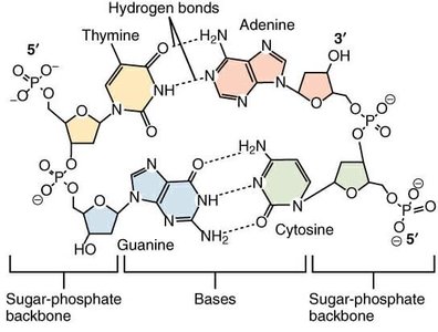 Hydrogen bonds and phosphodiester bonds in DNA