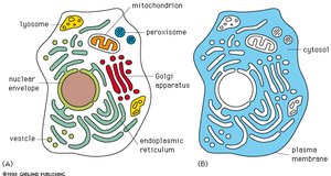 Diagram of a typical eukaryotic cell showing organelles