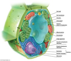 Electron micrograph and diagram of a mitochondrion