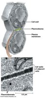Diagram of plant cell wall and plasmodesmata
