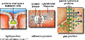 Diagram of cell junctions: tight, adhesion, and gap junctions