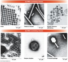 Electron micrographs of various viruses