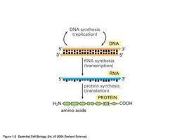 Diagram of the central dogma: DNA to RNA to protein