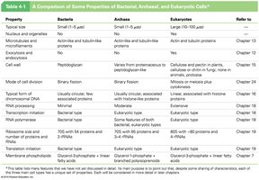 Comparison table of Bacteria, Archaea, and Eukaryotes
