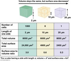 Table and diagram showing surface area to volume ratio in cells
