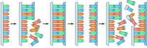 Diagram of RNA self-replication
