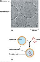 Formation of liposomes and primitive cells