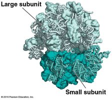 Structure of a ribosome with large and small subunits
