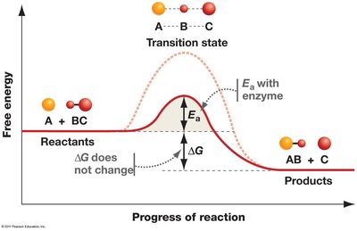 Enzyme lowers activation energy