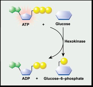 Enzyme catalysis mechanism