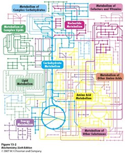 Color-coded map of metabolic pathways