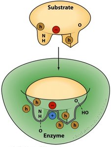 Active site substrate binding