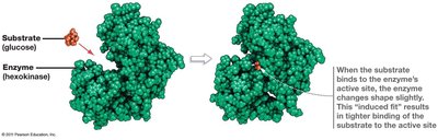 Induced fit model of enzyme action