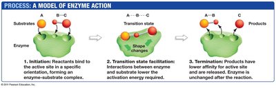 Enzyme action: substrate binding, transition state, product release