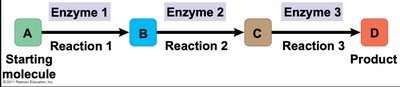 Linear metabolic pathway with intermediates