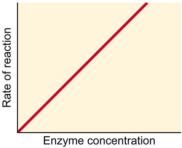 Linear relationship between enzyme concentration and reaction rate