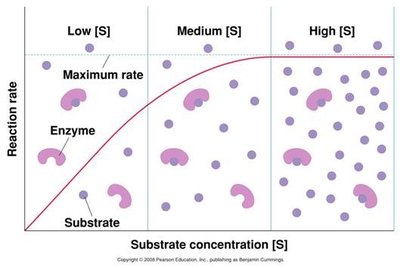 Enzyme saturation at high substrate concentration