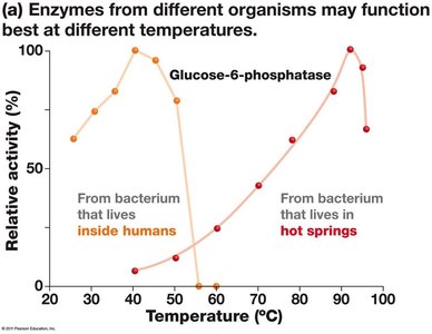 Enzyme activity vs temperature