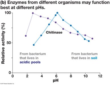 Enzyme activity vs pH