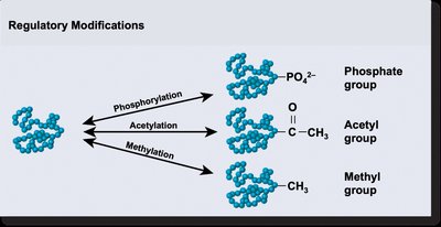 Regulatory modifications: phosphorylation, acetylation, methylation