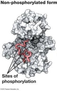 Non-phosphorylated form of enzyme