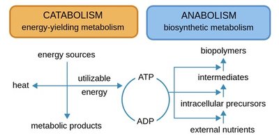 Diagram showing catabolism and anabolism linked by ATP