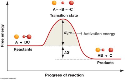Free energy diagram showing transition state and activation energy