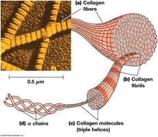 Collagen fiber, fibril, molecule, and α chain structure