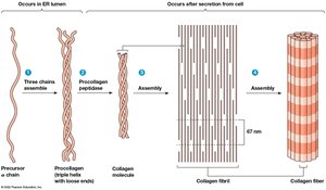 Collagen biosynthesis and assembly pathway