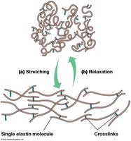 Elastin fiber stretching and relaxation
