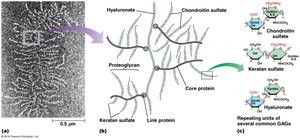 Proteoglycan structure and GAG types
