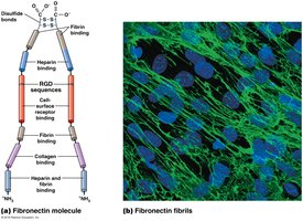 Fibronectin molecule and fibrils