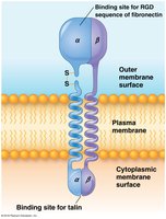 Integrin structure and binding sites
