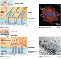 Focal adhesions and hemidesmosome structure