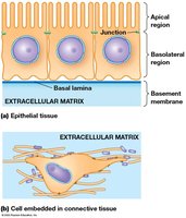 Diagram of epithelial and connective tissue organization