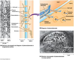 Plasmodesmata structure and electron micrograph