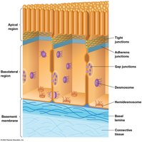 Diagram of cell junctions in epithelial tissue
