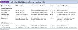 Table summarizing cell junctions and ECM attachments