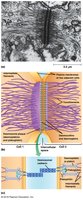 Desmosome structure and electron micrograph