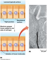 Tight junction structure and electron micrograph