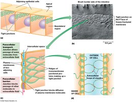Tight junctions and paracellular transport