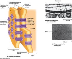 Gap junction structure and electron micrograph