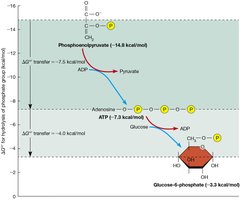 ATP's position among phosphorylated compounds