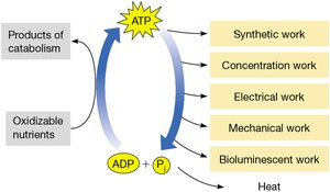 ATP cycle and cellular work